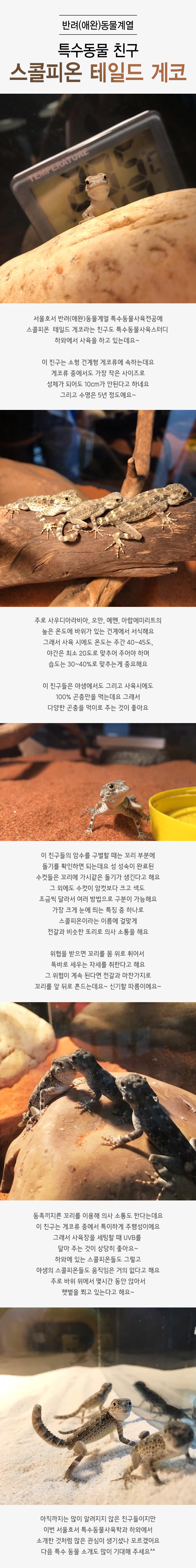 특수동물 친구 스콜피온 테일드 게코