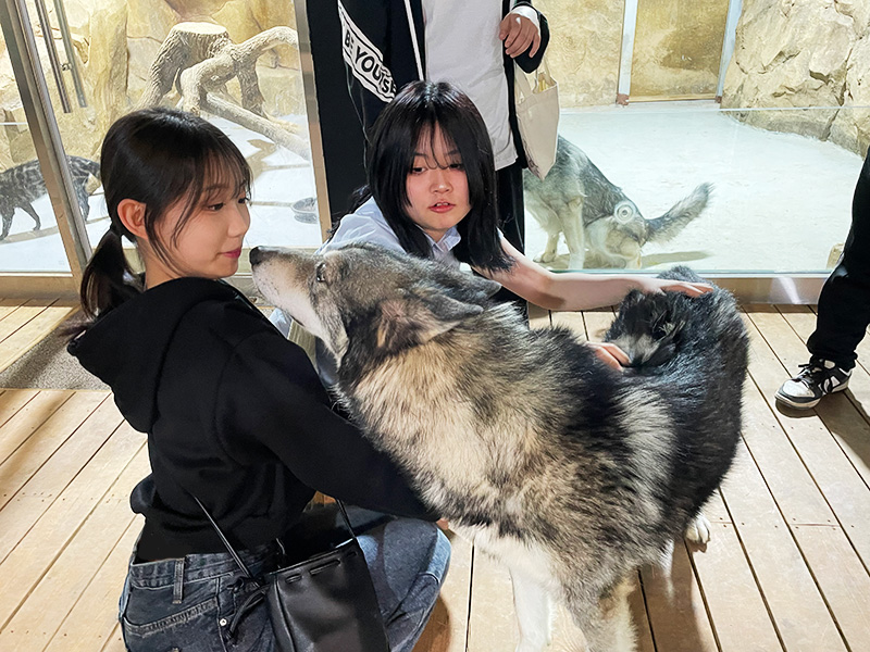 서울호서 반려동물계열 행사 참여 학생들이 늑대개를 만지며 체험을 하고 있다.