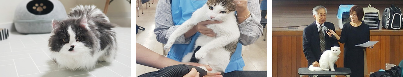 서울호서교육재단 국내 유일! 고양이(Cat Care) 과정 개설